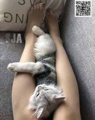 锵锵锵锵锵动漫免费观看_蓝光在线播放